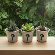 Succulent trio on wooden desk - square format