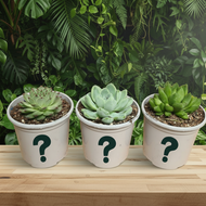 Succulent trio on wooden desk - square format