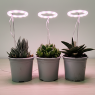 Succulents with LED grow lights on wooden table