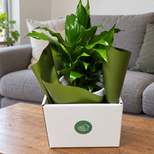 Load image into Gallery viewer, Sympathy Peace Lily - Better than Flowers - Sydney Only
