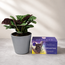 Load image into Gallery viewer, Tea &amp; Plant Gift Box
