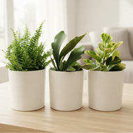 Three plants in white pots on living room table