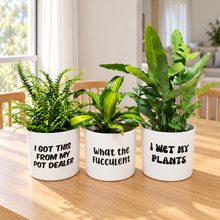Load image into Gallery viewer, Trio Assorted Indoor Plants in Funny Pots (12.5cmD x 12cmH) - Sydney Only
