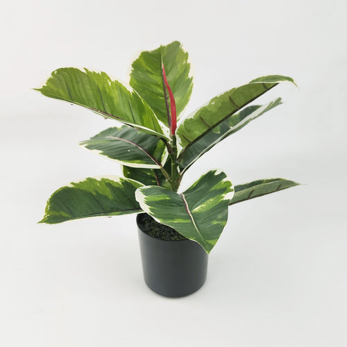 Faux Plant - Variegated Ficus 30cm