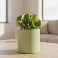 Variegated plant in sage pot on living room table