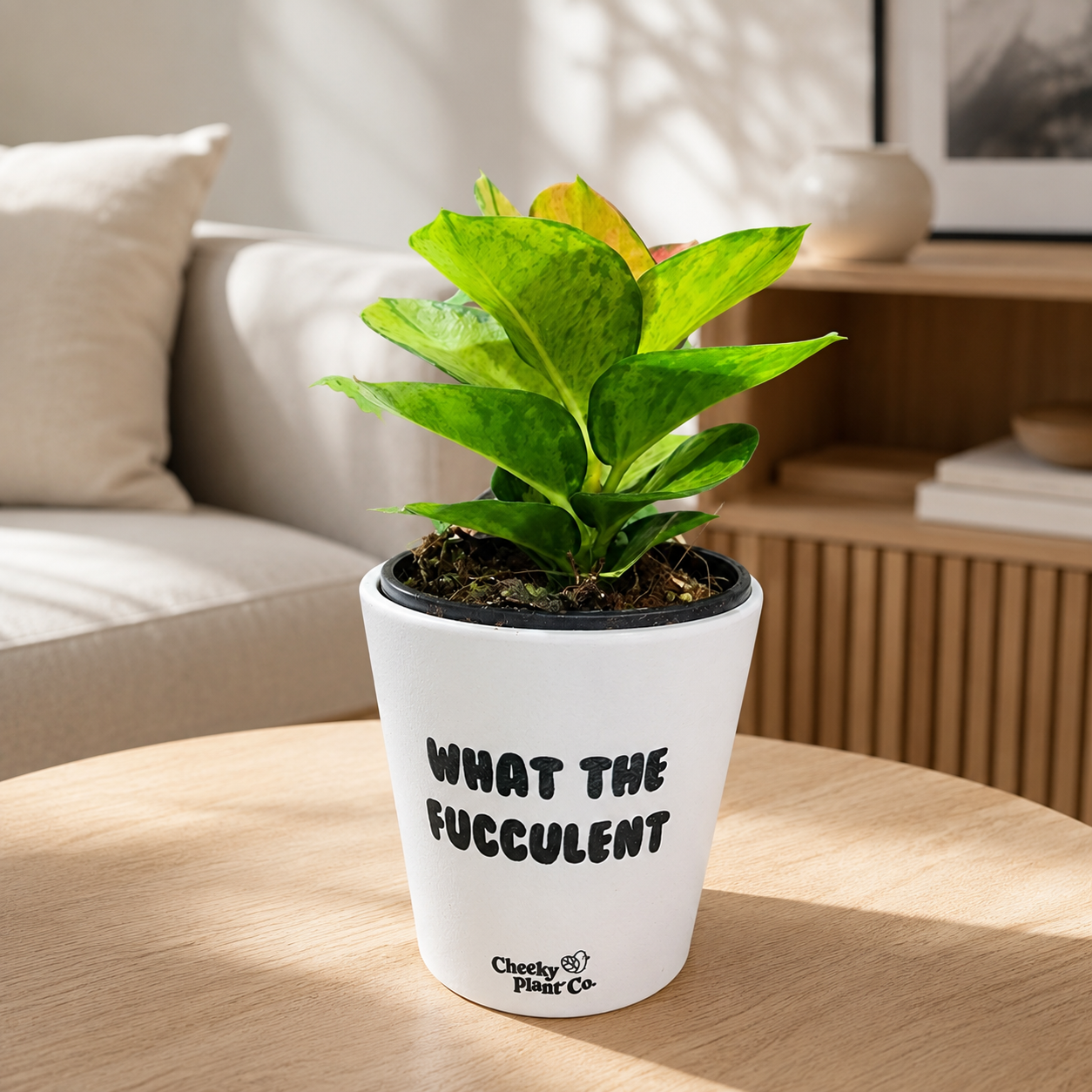 Happy Houseplants  - Plant Lover Bundle