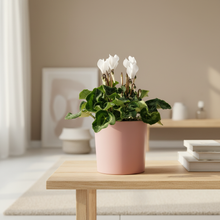 Load image into Gallery viewer, White Cyclamen Warm Minimal Living Room
