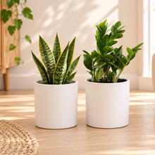Load image into Gallery viewer, Office Plants - Assorted Duo - 200mm White Ceramic Pot - Sydney Only
