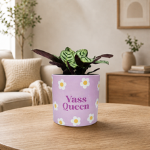 Load image into Gallery viewer, Assorted Potted Plant - CHOOSE YOUR CHEEKY POT - Sydney Only

