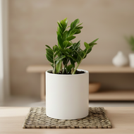 ZZ plant without frames in background