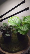 Load and play video in Gallery viewer, Two Headed White Grow Lights
